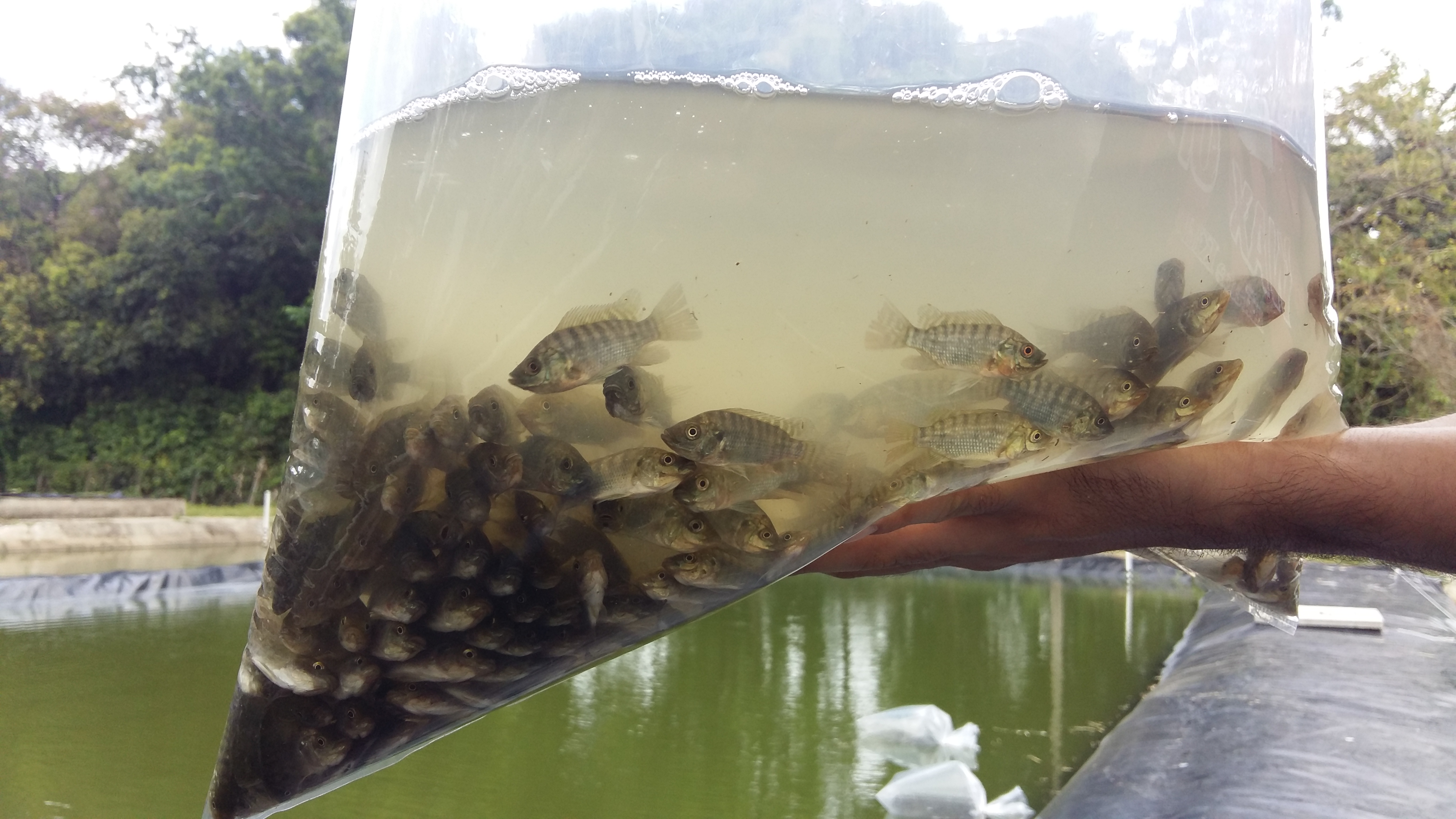Imagem de pequenos alevinos de tilápia sendo colocados na Estação de Aquicultura da UFRPE