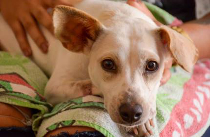 Foto de cachorro olhando para a câmera