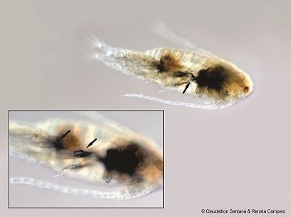 amostras de espécies contaminadas pelo óleo em microscópio