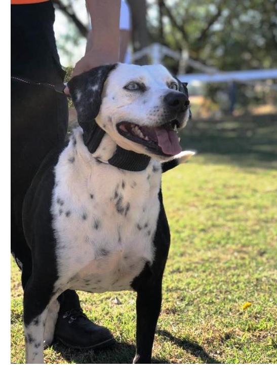 cão sinatra