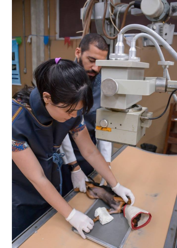 Médicos veterinários realizam exame de imagem em cão pequeno